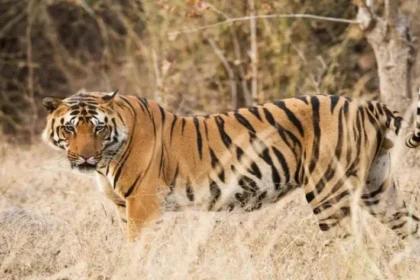 Safari Zone in the Ranthambore National Park