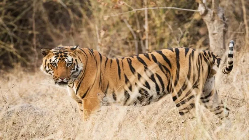 How many safari zones are there in Ranthambore National Park?