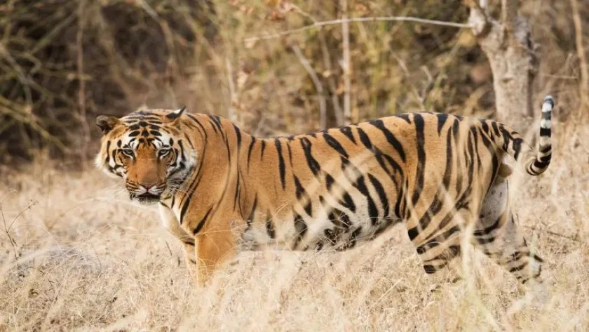 Safari Zone in the Ranthambore National Park