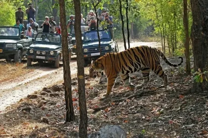 Things to Do in Bandhavgarh National Park