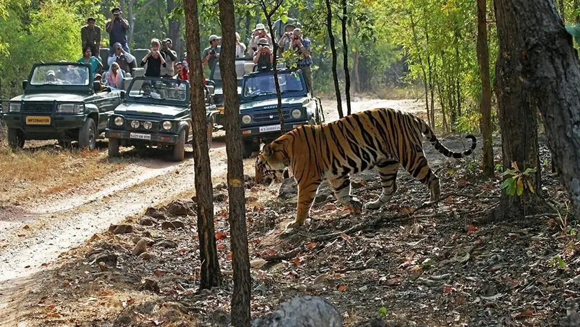 Facts about Bengal Tigers you might not know - Bandhavgarh National Park