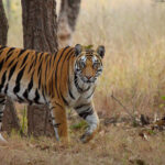 Bandhavgarh National Park