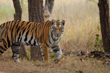 Bandhavgarh National Park