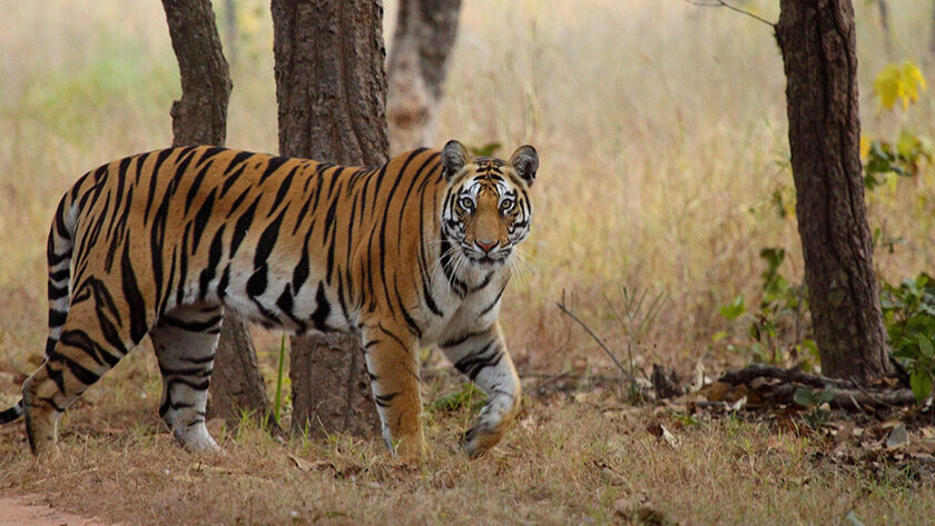 Bandhavgarh National Park