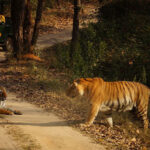 kanha national park tour package