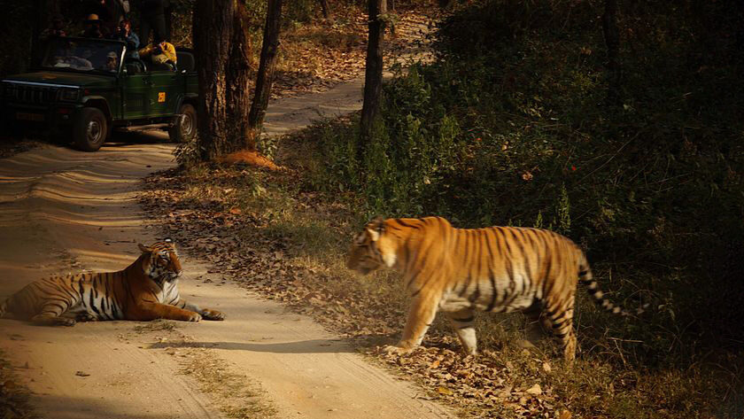 kanha jungle safari packages