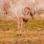 Ranthambore National Park Tour Packages