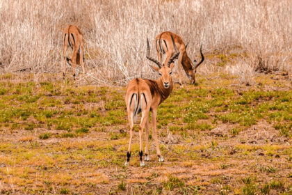 Ranthambore National Park Tour Packages