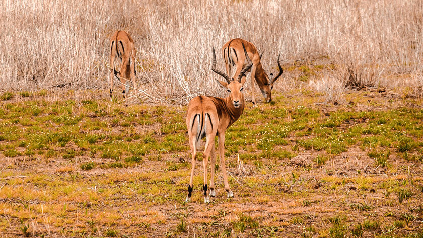 Ranthambore National Park Tour Packages