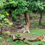 Sariska National Park Safari Timings