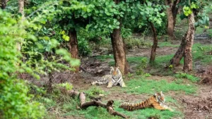 Sariska National Park Safari Timings