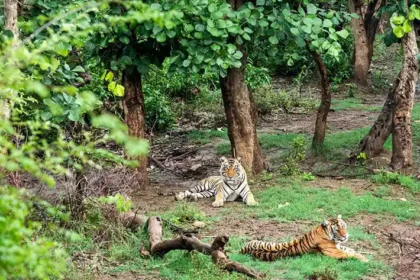 Sariska National Park Safari Timings