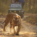 kanha national park