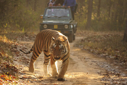 kanha national park