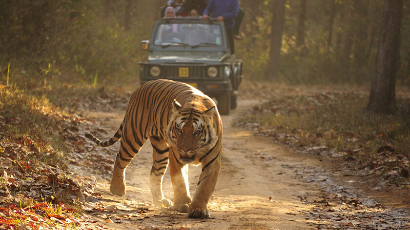 kanha national park