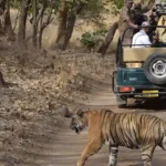 Best Time to Visit Ranthambore National Park