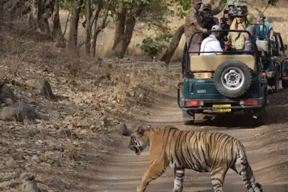 Best Time to Visit Ranthambore National Park