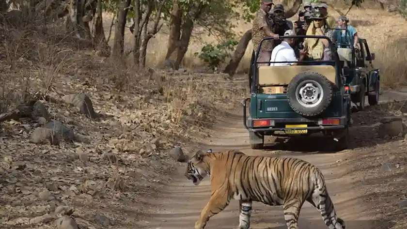 Best Time to Visit Ranthambore National Park