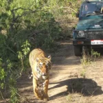 Explore The Best Wildlife on Sariska Tour Packages