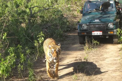 Explore The Best Wildlife on Sariska Tour Packages