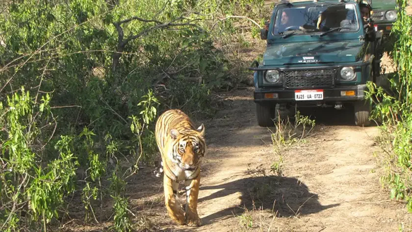 Explore The Best Wildlife on Sariska Tour Packages