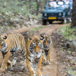 Sariska National Park - A Complete Travel Guide