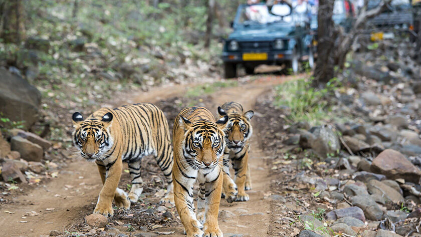 Sariska National Park - A Complete Travel Guide