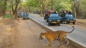 Sariska Tour packages from Delhi