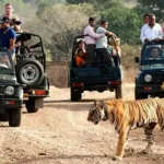 The Best Time to Visit Sariska National Park