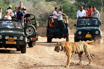 The Best Time to Visit Sariska National Park