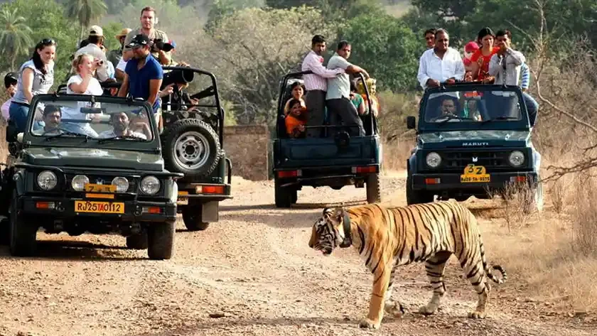 The Best Time to Visit Sariska National Park