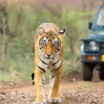 Top Things to Do in Sariska National Park
