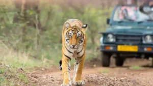 Top Things to Do in Sariska National Park