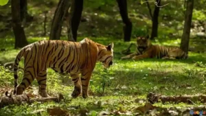 Types of Safari in Sariska Tiger Reserve