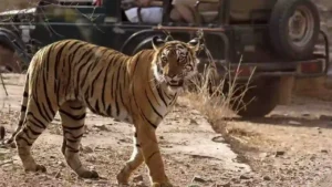 best time to visit Ranthambore National Park