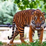 Ultimate Sariska Tiger Reserve Safari Guide