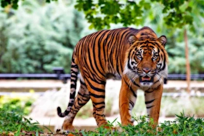 Ultimate Sariska Tiger Reserve Safari Guide