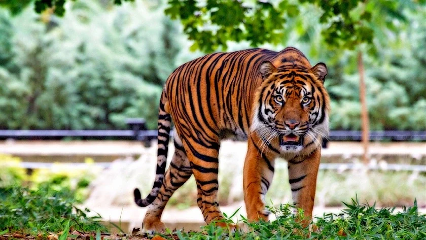 Ultimate Sariska Tiger Reserve Safari Guide