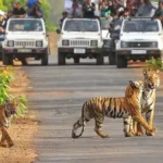 Jim Corbett National Park - A Complete Travel Guide