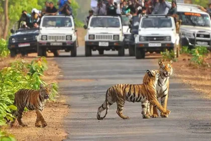 Jim Corbett National Park - A Complete Travel Guide