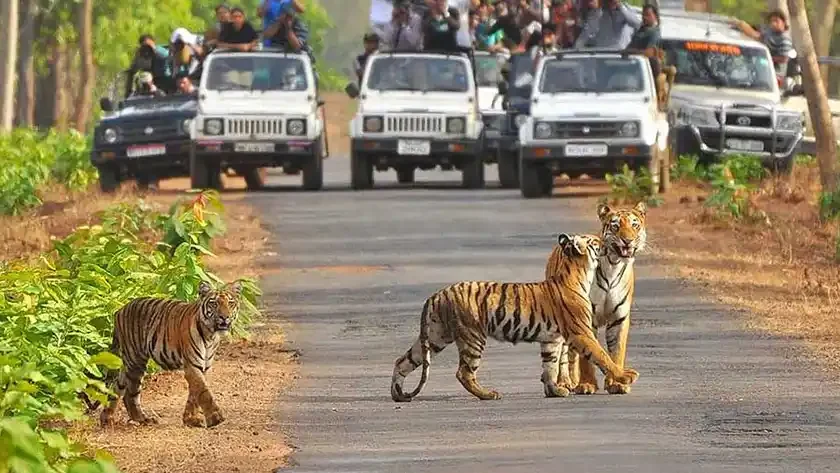 Jim Corbett National Park - A Complete Travel Guide