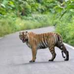 Places to Visit Near Jim Corbett National Park