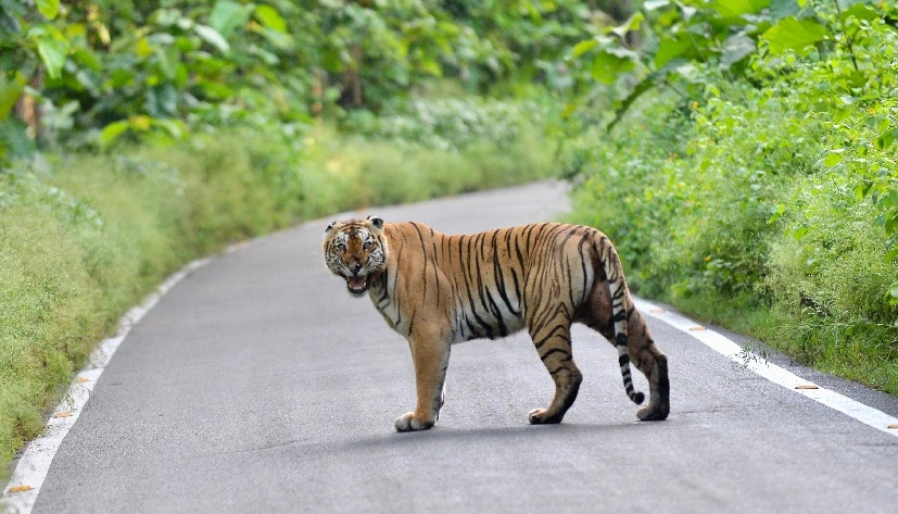 Places to Visit Near Jim Corbett National Park