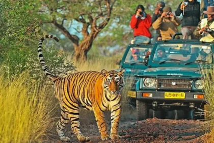 Bandhavgarh Tour Packages From Delhi