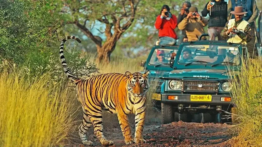 Bandhavgarh Tour Packages From Delhi