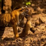 Best Time To Visit Bandhavgarh National Park