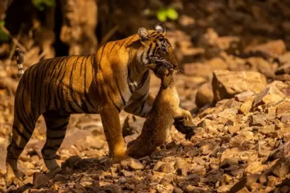 Best Time To Visit Bandhavgarh National Park