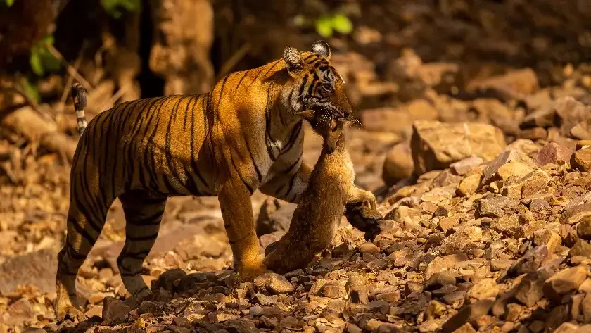 Best Time To Visit Bandhavgarh National Park