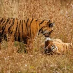 History of Ranthambore National Park