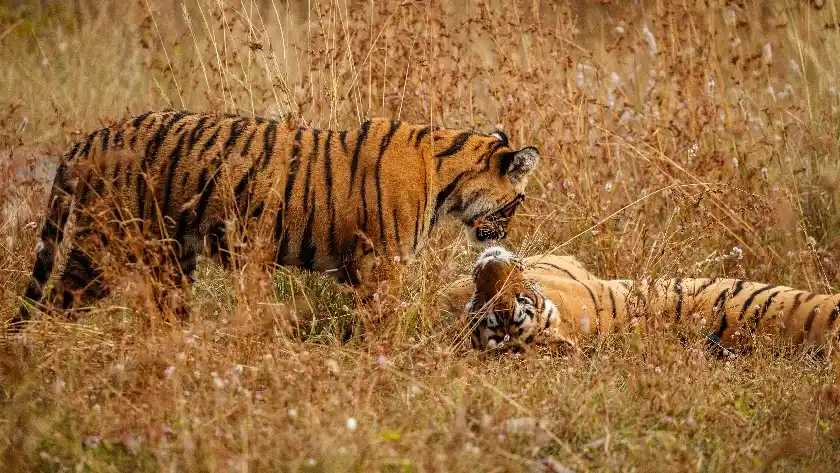 History of Ranthambore National Park